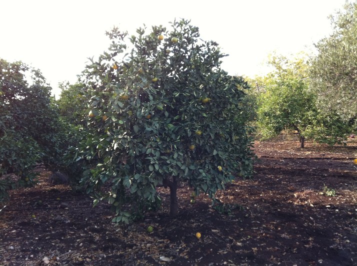 ורד הגליל חוות בוסטן