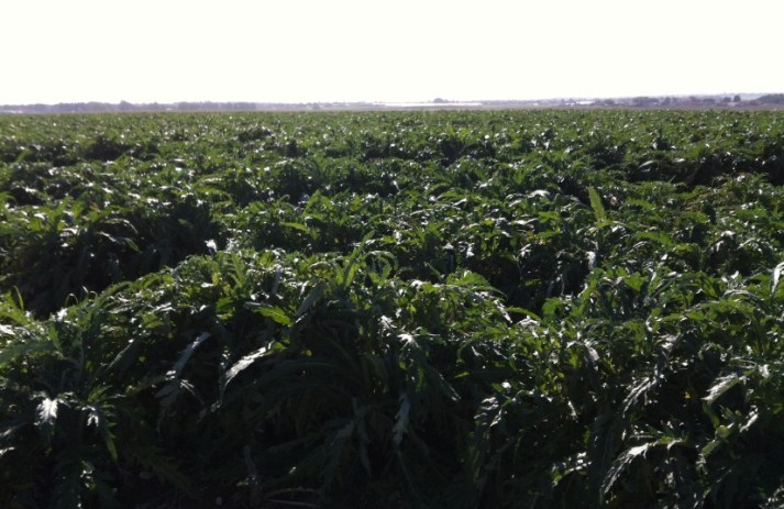 הארטישוק של נועם בניר בנים - הפנינג חורף