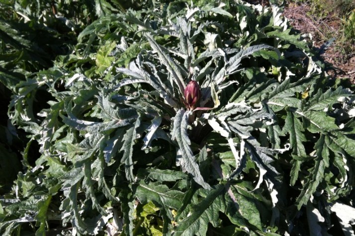 הארטישוק של נועם בניר בנים - הפנינג חורף