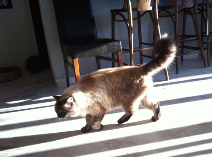 מלון בוטיק פאוזה שאר ישוב