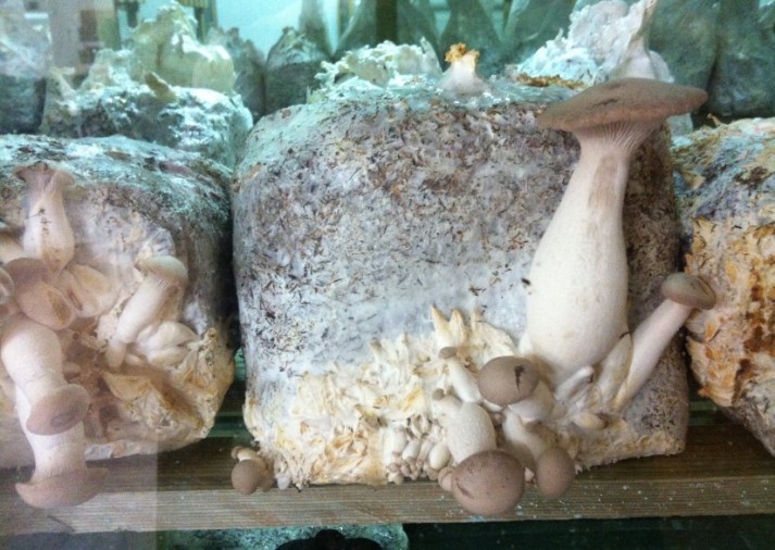 פטריות מרפא מיקוליביה