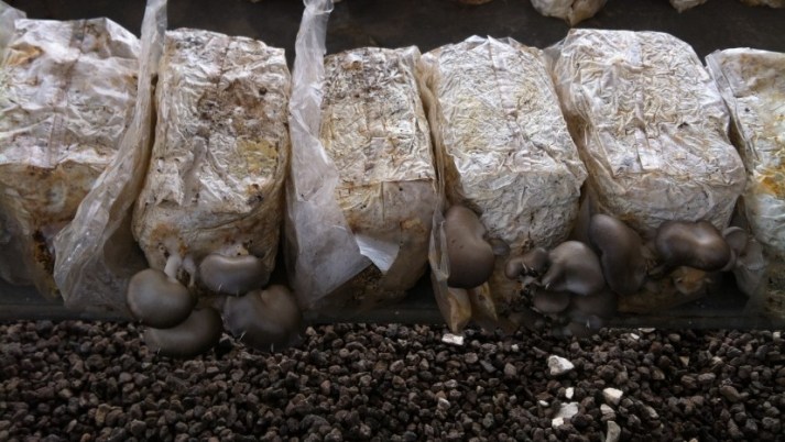 פטריות מרפא מיקוליביה