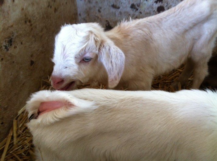 מעז ועד היום משק העיזים של משפחת לפר