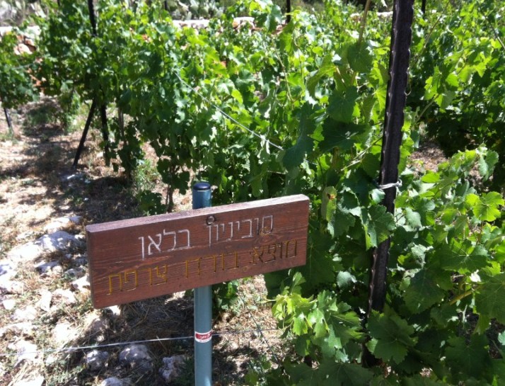 ביקור במרכז המבקרים של יקב אמפורה