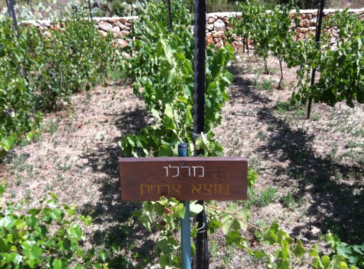 ביקור במרכז המבקרים של יקב אמפורה