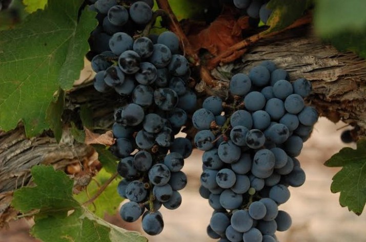 יקב "רמת נגב" - ביקור ביקב המדברי הראשון