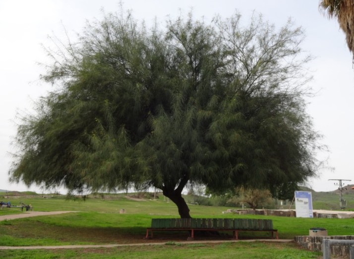 פסטיבל טעם כנרת 2014 בין התאריכים 16-27/12