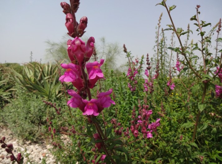 סיור בפארק אריאל שרון