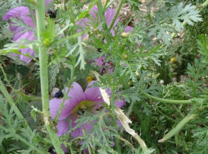 סיור בפארק אריאל שרון