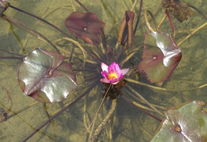סיור בפארק אריאל שרון