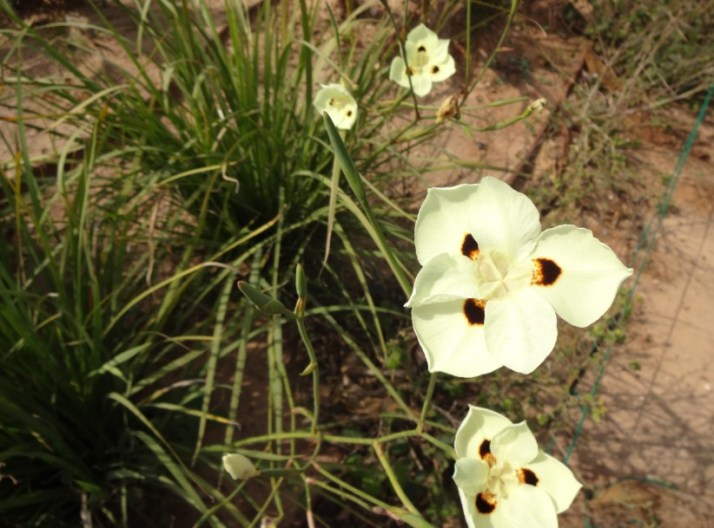 סיור בפארק אריאל שרון