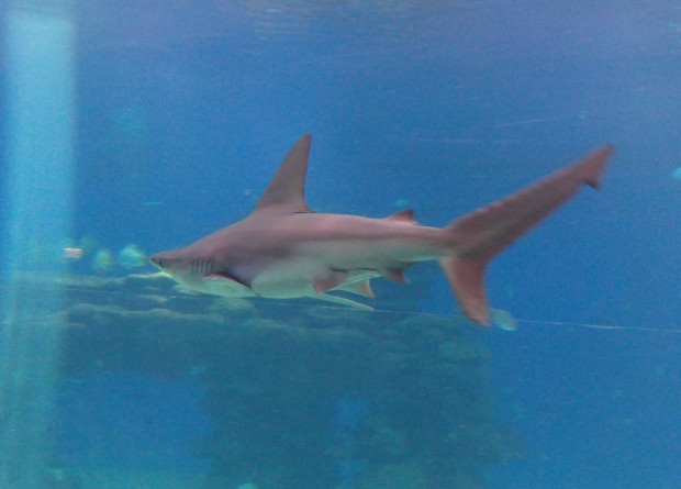 השקת מלון הבוטיק אסטרל מאריס באילת