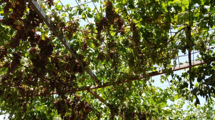 סיור בחוות טור סיני