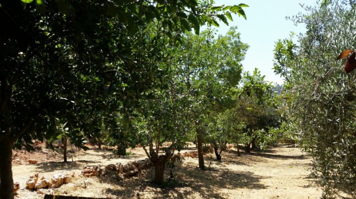 סיור בחוות טור סיני