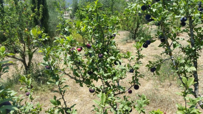 סיור בחוות טור סיני