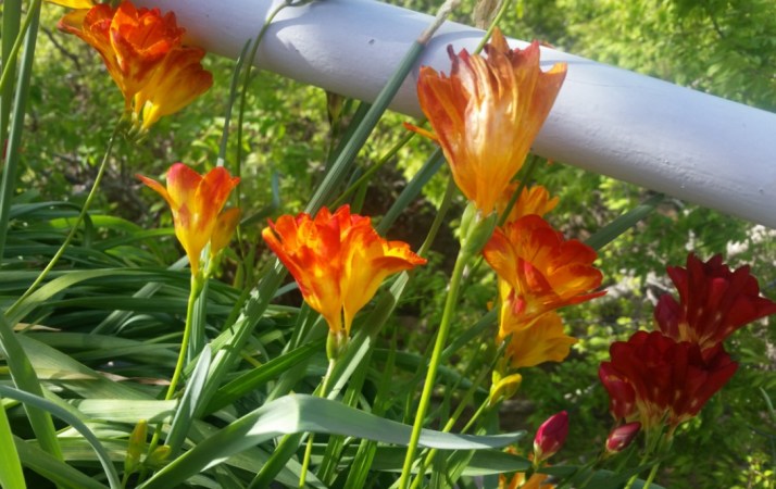 פסטיבל אביב אומנים ובתים פתוחים במועצה אזורית גזר 1-2.4.2016