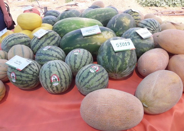 חברת "הזרע" מציגה את החידושים והזנים שיככבו בקיץ 2017 Hadarling Lifestyle Blog