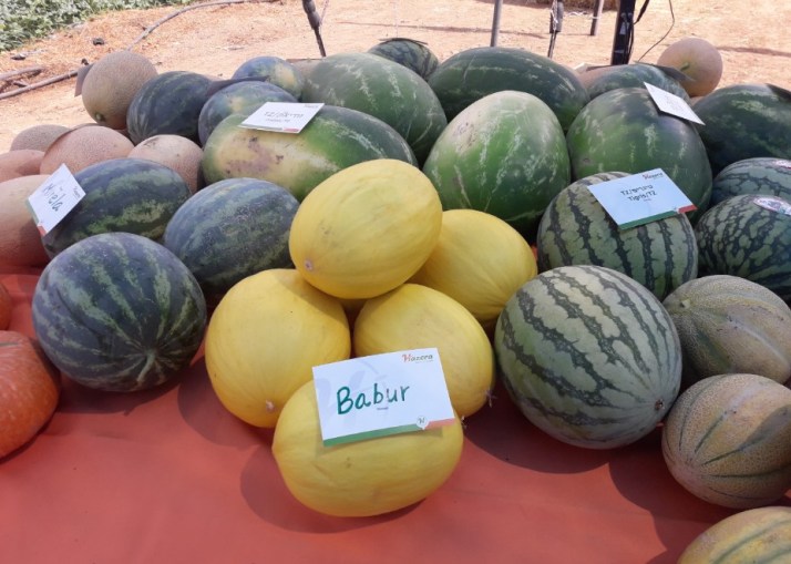 חברת "הזרע" מציגה את החידושים והזנים שיככבו בקיץ 2017 Hadarling Lifestyle Blog
