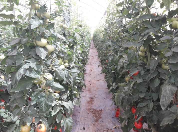 חברת "הזרע" מציגה את החידושים והזנים שיככבו בקיץ 2017 Hadarling Lifestyle Blog