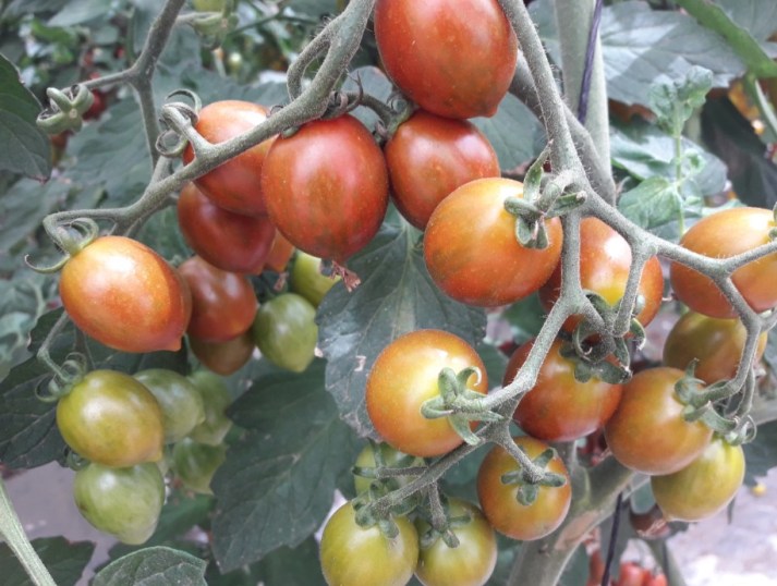 חברת "הזרע" מציגה את החידושים והזנים שיככבו בקיץ 2017 Hadarling Lifestyle Blog
