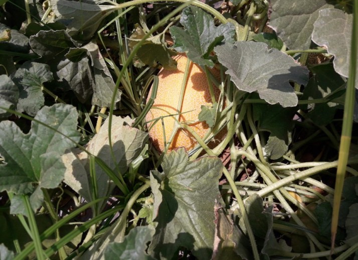 חברת "הזרע" מציגה את החידושים והזנים שיככבו בקיץ 2017 Hadarling Lifestyle Blog