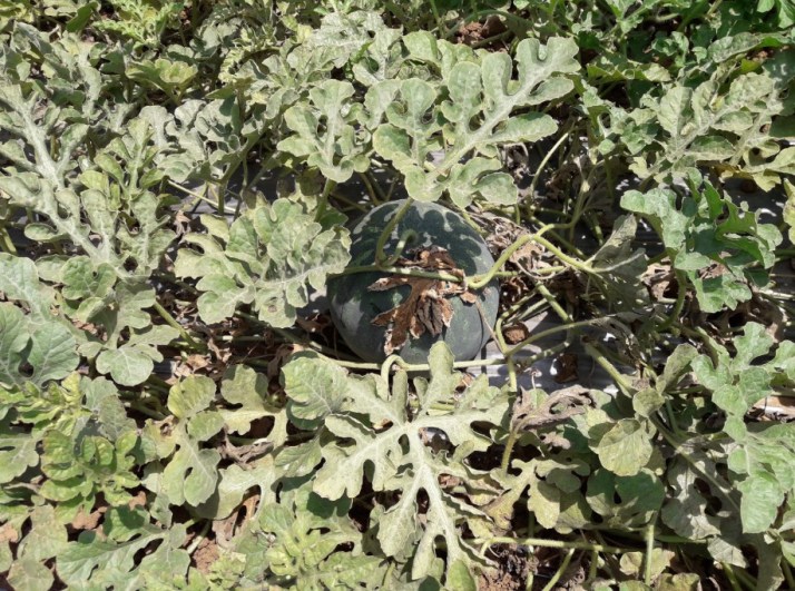 חברת "הזרע" מציגה את החידושים והזנים שיככבו בקיץ 2017 Hadarling Lifestyle Blog