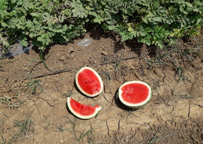 חברת "הזרע" מציגה את החידושים והזנים שיככבו בקיץ 2017 Hadarling Lifestyle Blog