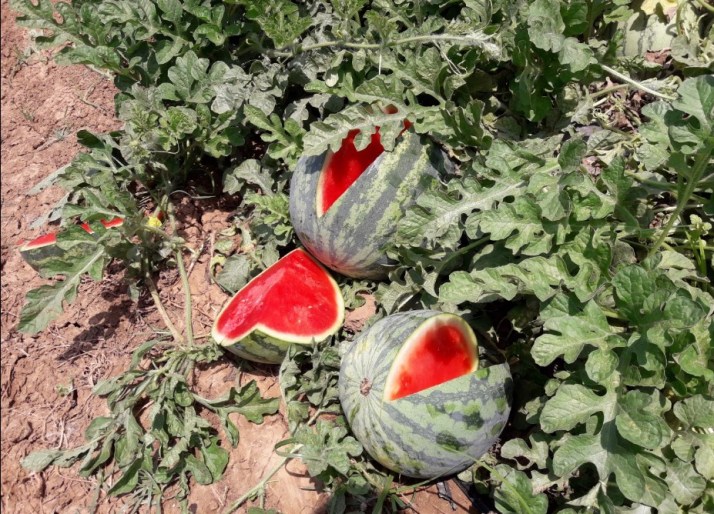 חברת "הזרע" מציגה את החידושים והזנים שיככבו בקיץ 2017 Hadarling Lifestyle Blog