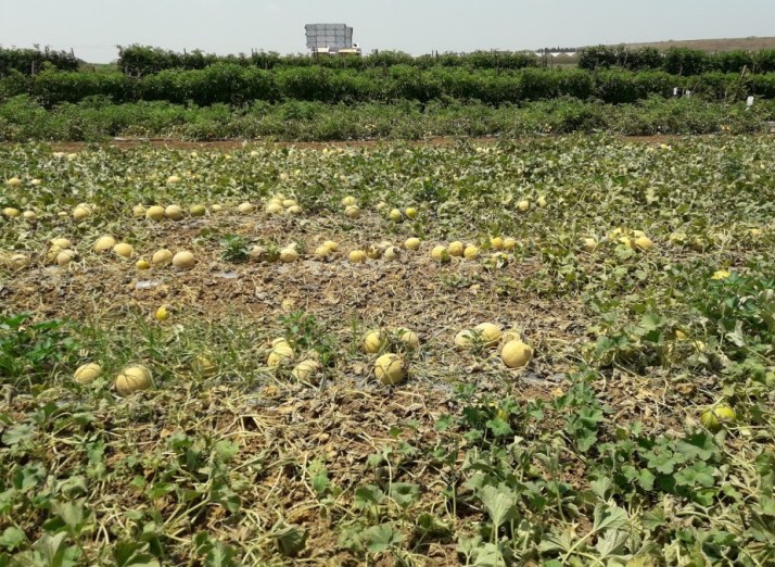 חברת "הזרע" מציגה את החידושים והזנים שיככבו בקיץ 2017 Hadarling Lifestyle Blog