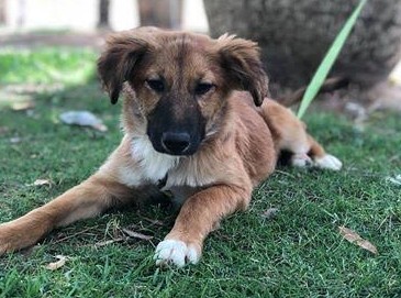 מצילים את כלבי וחתולי ההסגר באר שבע