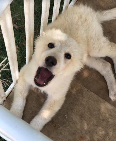 מצילים את כלבי וחתולי ההסגר באר שבע