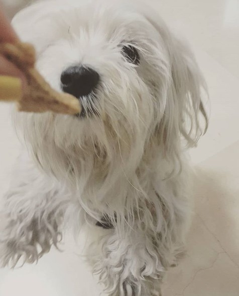 מאפיית הבריאות לכלבים Pomeri משיקה ליין חטיפי בריאות טבעיים