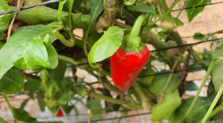 סיורים חקלאיים וקטיף עצמי ברמת השרון - שיתוף פעולה של ירק השדה ומשק קנטור