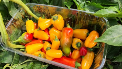 סיורים חקלאיים וקטיף עצמי ברמת השרון - שיתוף פעולה של ירק השדה ומשק קנטור