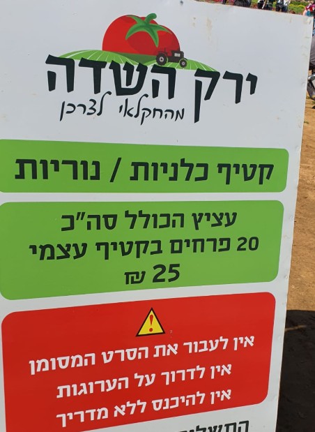 קטיף כלניות משק רמי קנטור רמת השרון