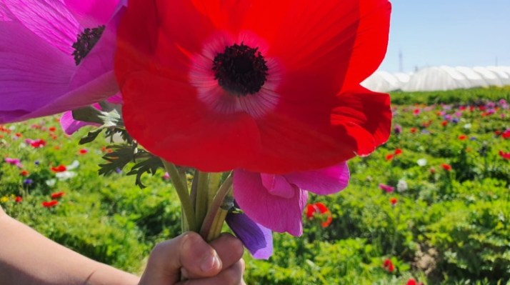 קטיף כלניות משק רמי קנטור רמת השרון