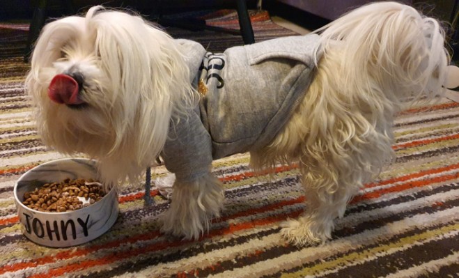 PAWOW אופנה וסטייל לחיות מחמד