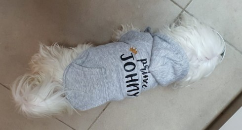 PAWOW אופנה וסטייל לחיות מחמד